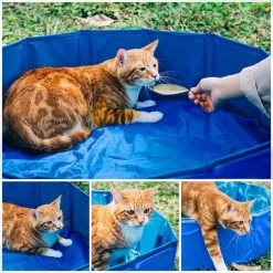 BENOBBY KIDS Pecute Piscine Pour Chien | Baignoire Chien Pliable | Tissus Non Toxique, Piscine Enfant | Pour Jardin, Patio Ou Salle De Bain, Plus Robuste | Nouvelle Version - Résistant à L'usure,80*30cm，bleu -Piscine Soldes Boutique 64861855 5